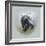 Love Is in the Air - Skunk-Peggy Harris-Framed Giclee Print