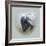 Love Is in the Air - Skunk-Peggy Harris-Framed Giclee Print