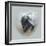 Love Is in the Air - Skunk-Peggy Harris-Framed Giclee Print