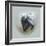 Love Is in the Air - Skunk-Peggy Harris-Framed Giclee Print