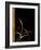 Love Leaps I-Jennifer Perlmutter-Framed Giclee Print