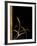 Love Leaps I-Jennifer Perlmutter-Framed Giclee Print