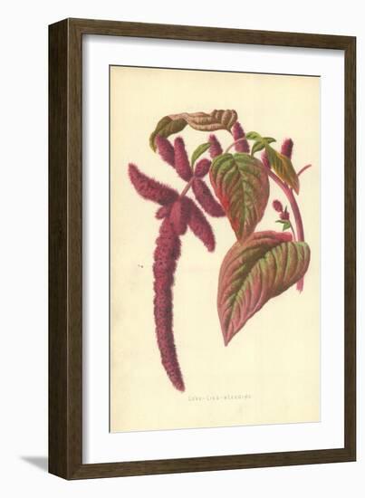 Love-Lies-Bleeding-Frederick Edward Hulme-Framed Giclee Print