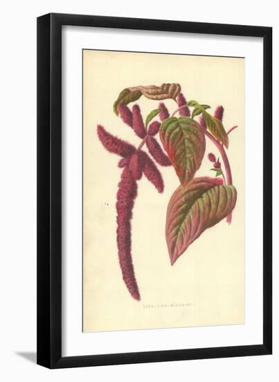 Love-Lies-Bleeding-Frederick Edward Hulme-Framed Giclee Print