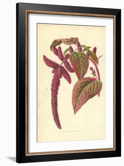 Love-Lies-Bleeding-Frederick Edward Hulme-Framed Giclee Print