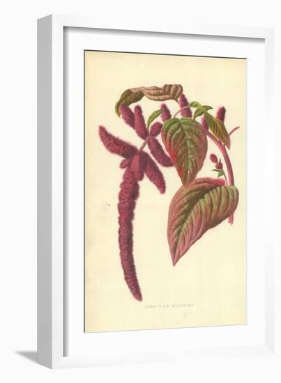 Love-Lies-Bleeding-Frederick Edward Hulme-Framed Giclee Print