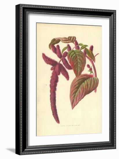 Love-Lies-Bleeding-Frederick Edward Hulme-Framed Giclee Print