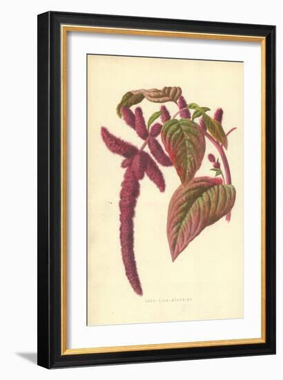 Love-Lies-Bleeding-Frederick Edward Hulme-Framed Giclee Print