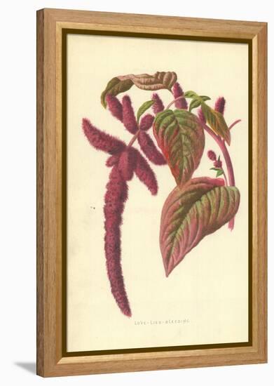 Love-Lies-Bleeding-Frederick Edward Hulme-Framed Premier Image Canvas