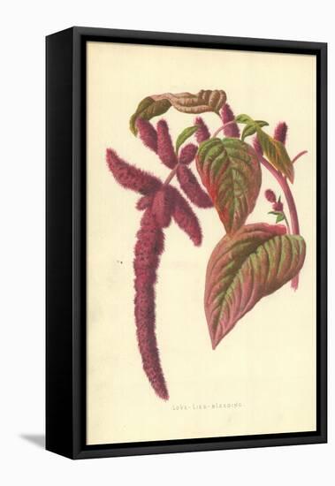 Love-Lies-Bleeding-Frederick Edward Hulme-Framed Premier Image Canvas