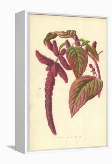 Love-Lies-Bleeding-Frederick Edward Hulme-Framed Premier Image Canvas