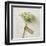 Love Note - Posy-Camille Soulayrol-Framed Giclee Print