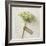 Love Note - Posy-Camille Soulayrol-Framed Giclee Print