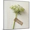 Love Note - Posy-Camille Soulayrol-Mounted Giclee Print