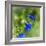 Love of Spring-Viviane Fedieu Daniel-Framed Photographic Print