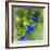 Love of Spring-Viviane Fedieu Daniel-Framed Photographic Print