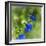 Love of Spring-Viviane Fedieu Daniel-Framed Photographic Print