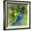 Love of Spring-Viviane Fedieu Daniel-Framed Photographic Print