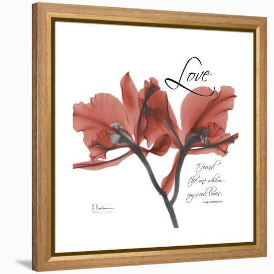 Love Orchid-Albert Koetsier-Framed Stretched Canvas