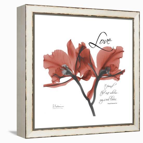 Love Orchid-Albert Koetsier-Framed Stretched Canvas