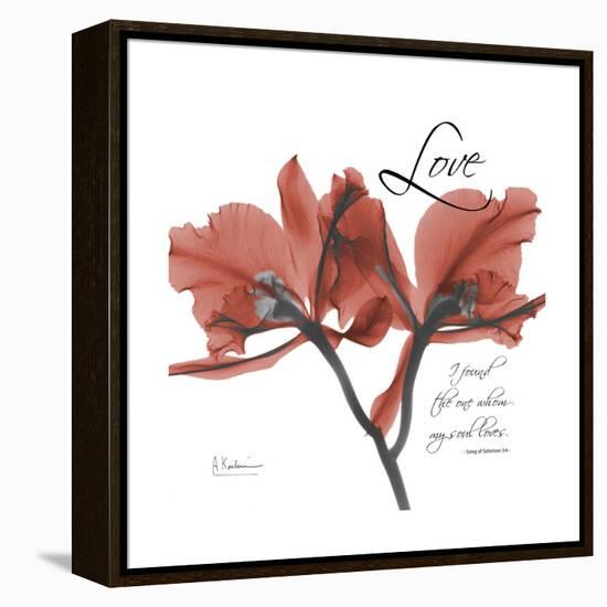 Love Orchid-Albert Koetsier-Framed Stretched Canvas