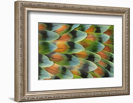 Lovebird tail feather pattern, Bandon, Oregon-Darrell Gulin-Framed Photographic Print