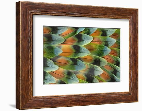 Lovebird tail feather pattern, Bandon, Oregon-Darrell Gulin-Framed Photographic Print