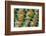 Lovebird tail feather pattern, Bandon, Oregon-Darrell Gulin-Framed Photographic Print