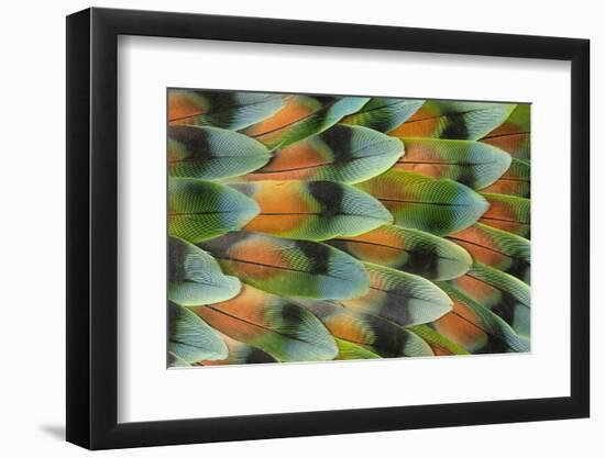 Lovebird tail feather pattern, Bandon, Oregon-Darrell Gulin-Framed Photographic Print