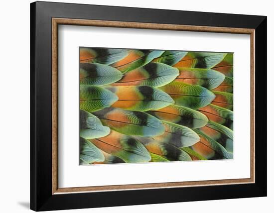 Lovebird tail feather pattern, Bandon, Oregon-Darrell Gulin-Framed Photographic Print