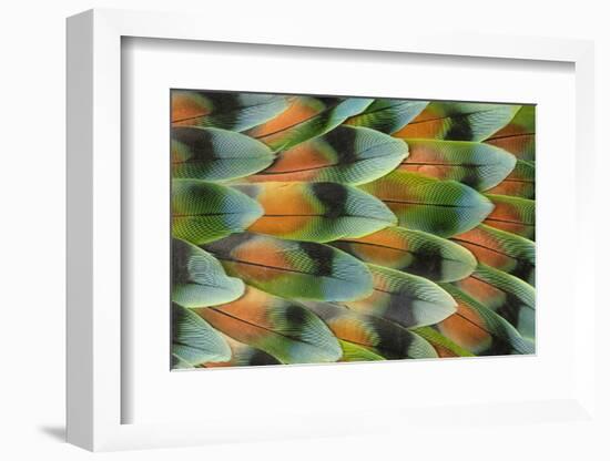 Lovebird tail feather pattern, Bandon, Oregon-Darrell Gulin-Framed Photographic Print