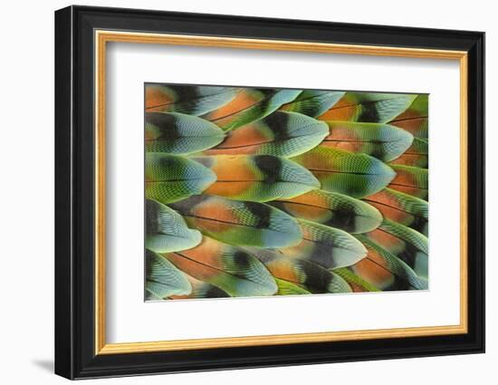 Lovebird tail feather pattern, Bandon, Oregon-Darrell Gulin-Framed Photographic Print