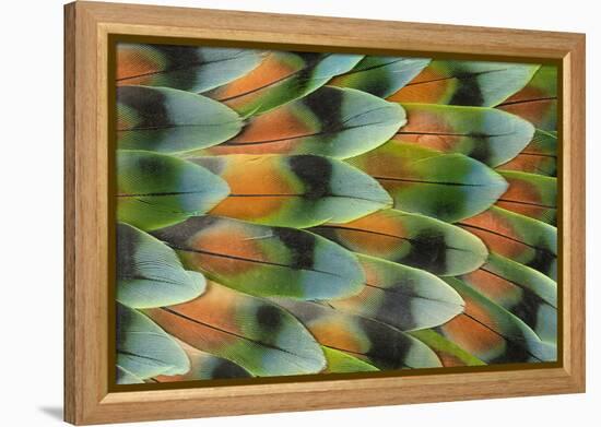 Lovebird tail feather pattern, Bandon, Oregon-Darrell Gulin-Framed Premier Image Canvas