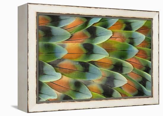 Lovebird tail feather pattern, Bandon, Oregon-Darrell Gulin-Framed Premier Image Canvas