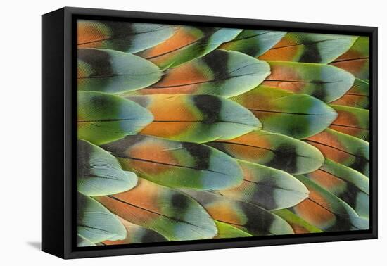 Lovebird tail feather pattern, Bandon, Oregon-Darrell Gulin-Framed Premier Image Canvas