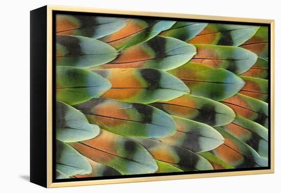 Lovebird tail feather pattern, Bandon, Oregon-Darrell Gulin-Framed Premier Image Canvas