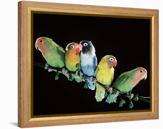 Lovebirds X Five on Branch-null-Framed Premier Image Canvas