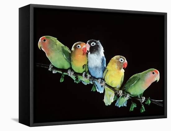 Lovebirds X Five on Branch-null-Framed Premier Image Canvas