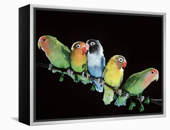 Lovebirds X Five on Branch-null-Framed Premier Image Canvas