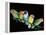 Lovebirds X Five on Branch-null-Framed Premier Image Canvas