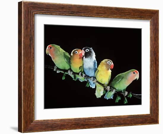 Lovebirds X Five on Branch-null-Framed Photographic Print