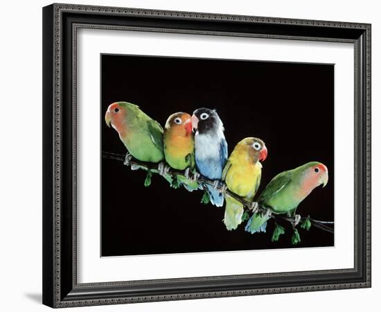 Lovebirds X Five on Branch-null-Framed Photographic Print