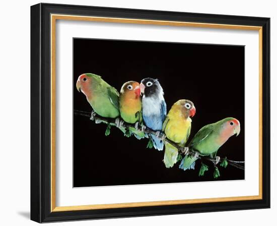 Lovebirds X Five on Branch-null-Framed Photographic Print