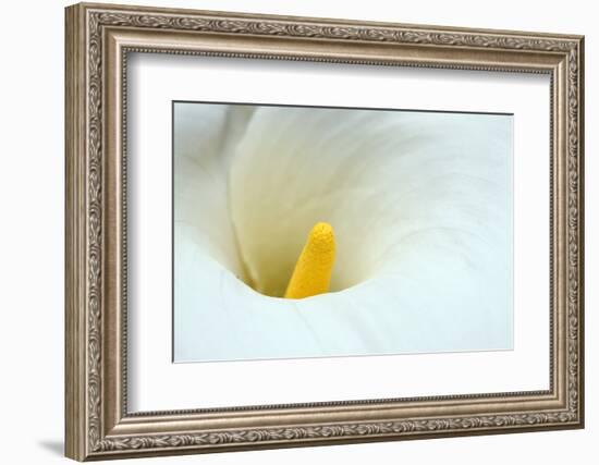 Lovely Close-Up of a Calla Lily-nagib-Framed Photographic Print