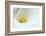 Lovely Close-Up of a Calla Lily-nagib-Framed Photographic Print