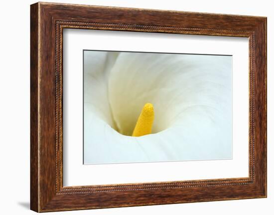 Lovely Close-Up of a Calla Lily-nagib-Framed Photographic Print