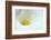 Lovely Close-Up of a Calla Lily-nagib-Framed Photographic Print