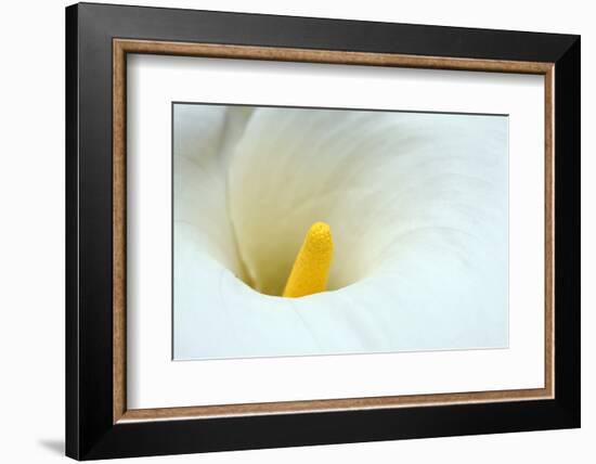 Lovely Close-Up of a Calla Lily-nagib-Framed Photographic Print