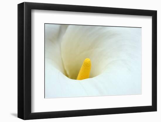 Lovely Close-Up of a Calla Lily-nagib-Framed Photographic Print