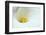 Lovely Close-Up of a Calla Lily-nagib-Framed Photographic Print